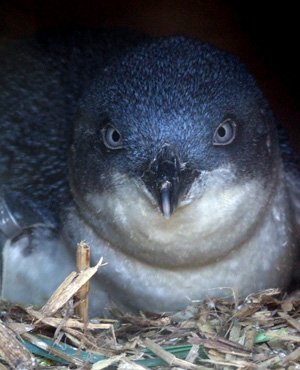 Little Penguin (Australia) Blue Penguin (New Zealand)