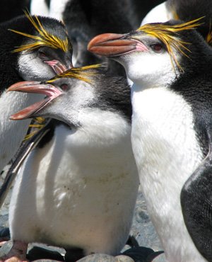 Royal Penguin